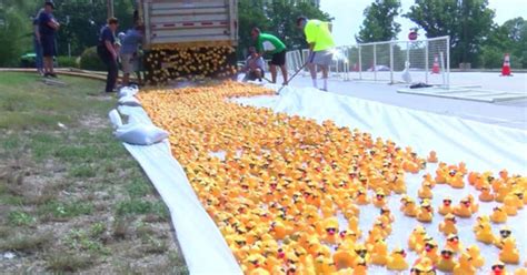 Rubber Duck Race 2024 Pavia Othilia