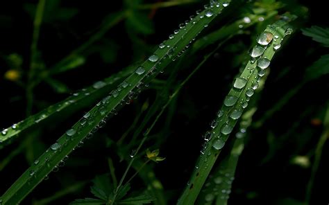 Fondos De Pantalla Oscuro Agua C Sped Verde Roc O Hoja Soltar