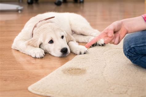 Como Ensinar O Seu Cachorro A Fazer Suas Necessidades No Local Certo