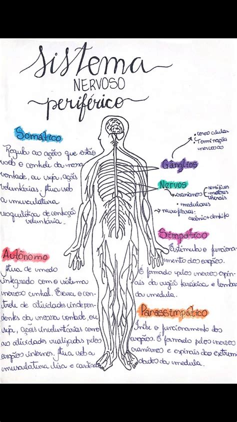 Esquema Do Sistema Nervoso Periférico Sistema Nervoso Periférico