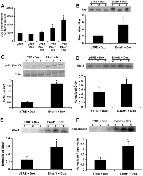 3t3 E4ptre E4orf1 And Ptre Null Ptre Cell Lines Were Treated With