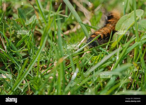 Woolly bear caterpillar moth hi-res stock photography and images - Alamy