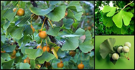 Ginkgo Biloba An Ancient Herb That Helps Protect The Brain From Neuronal Damage And Improve