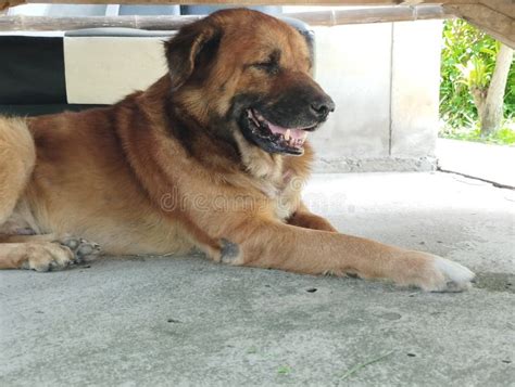 Dog Resting On The Front Of The House Stock Image Image Of Happiness