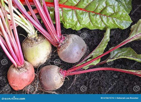 Freshly Picked Organic Root Vegetables Stock Photo Image Of Grown