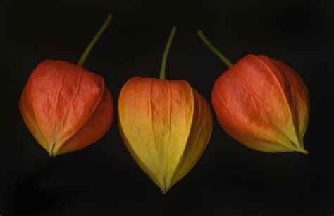 Chinese Lantern Plant Care And Growing Guide