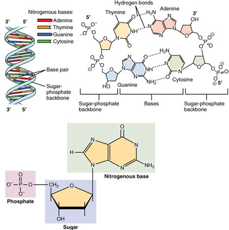 All About Dna Ask An Anthropologist