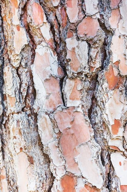 Texture De Gros Plan D Corce D Arbre Photo Gratuite