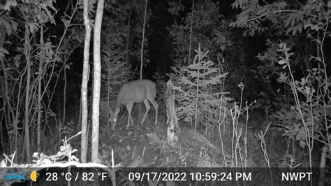 Wisconsin Whitetail Deer Trail Cam Youtube