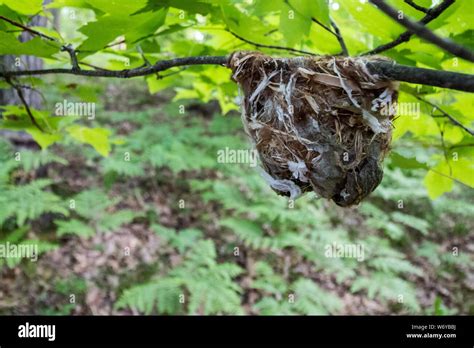 Red-eyed Vireo nest Stock Photo - Alamy