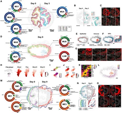 Charting The Cellular Biogeography In Colitis Reveals Fibroblast