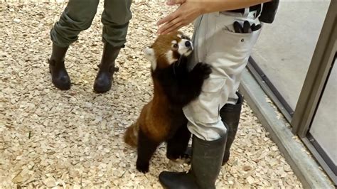 レッサーパンダ 桃桃の健康チェック／桐生が岡動物園 Youtube