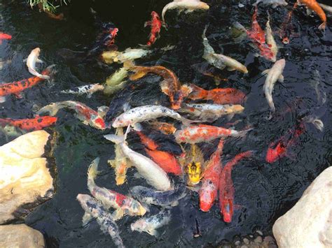 Master The Art Of Koi Keeping How To Create And Maintain A Healthy Koi