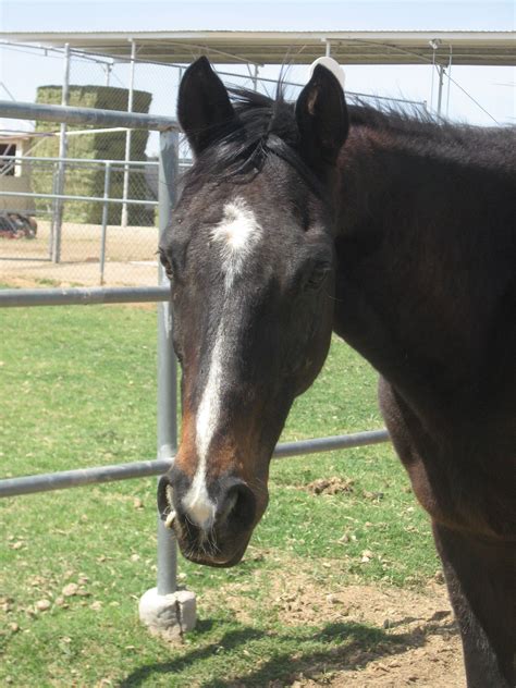 Star Strip And Snip Horse Markings