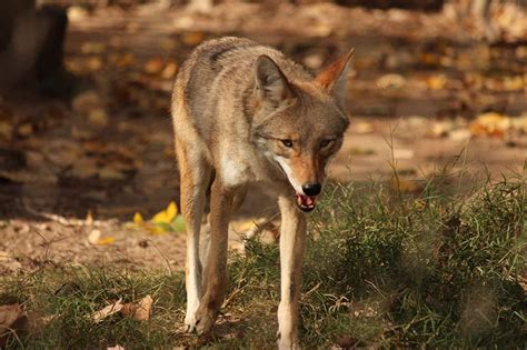 Coyotes In Texas Pictures And Info Wildlife Informer