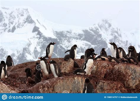 Gentoo Penguins Colony In Antarctica Antarctic Peninsula Stock Image