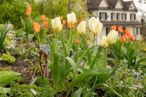 Tulip Flowers In Zurich In Switzerland Stock Image Image Of Sight