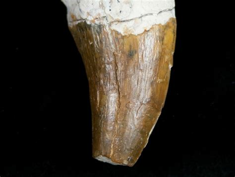 Large 4 Basilosaur Zygorhiza Tooth Primitive Whale 11428 For