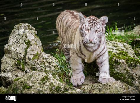 The White Tiger Chinchilla Albinistic Is A Pigmentation Variant Of