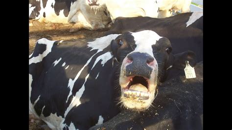 Dairy Investigation Exposes Heartbreaking Cruelty To Cows Youtube