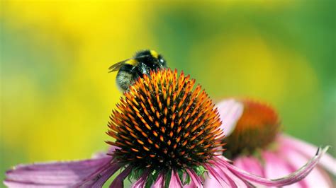 Fondos de pantalla abeja flor polinización 1920x1080