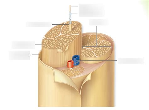 Nerve Diagram Quizlet