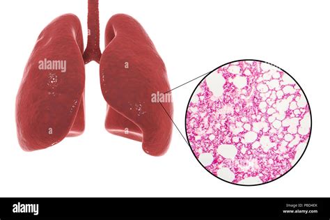 Cuerpo Humano 3d Y Anatomia Del Pulmon Fotografías E Imágenes De Alta