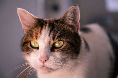 20 Popular European Cat Breeds