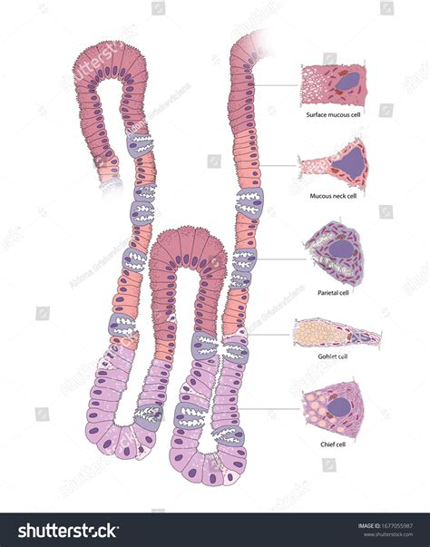 Gastric Gland Cell Human Gastric Corpus Stock Illustration 1677055987