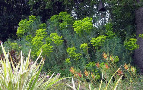 Euphorbia Plants That Brighten Up The Late Winter Garden