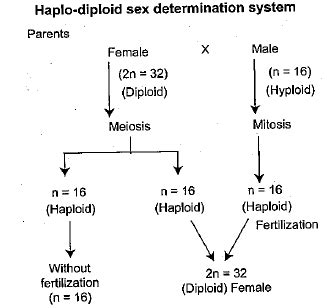 Explain The Process Of Sex Determination In Honey Bees