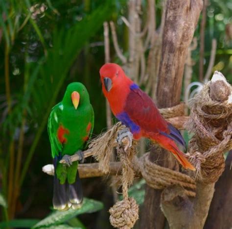 Eclectus Parrot - The Australian Museum