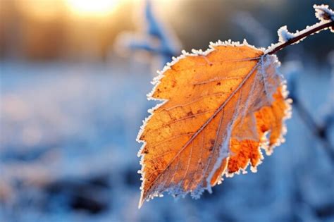 Folhas De Plantas Congeladas Geada Nas Folhas Na Manh De Inverno