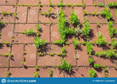 Untidy Paving Slabs Overgrown With Weeds Stock Image Image Of Nature