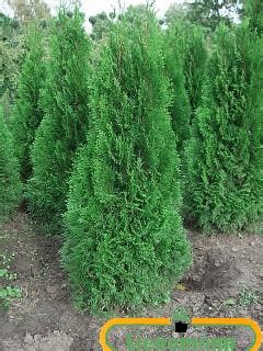 Thuja Occidentalis Smaragd Baumschule Lienemann