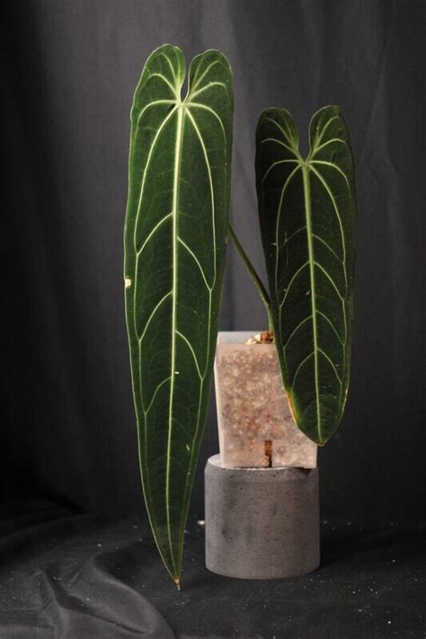 Anthurium Warocqueanum Xxl Narrow Dark