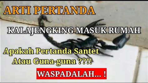 Arti Pertanda Kalajengking Masuk Rumah Arti Pertanda Kalajengking