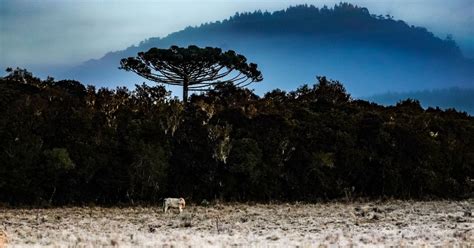 Primeira onda de frio chega chance de geada e neve em SC veja previsão