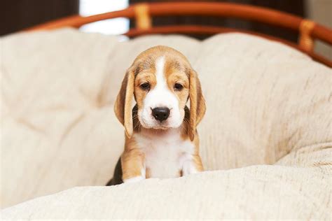 bringing  puppy home   puppy adjust    home