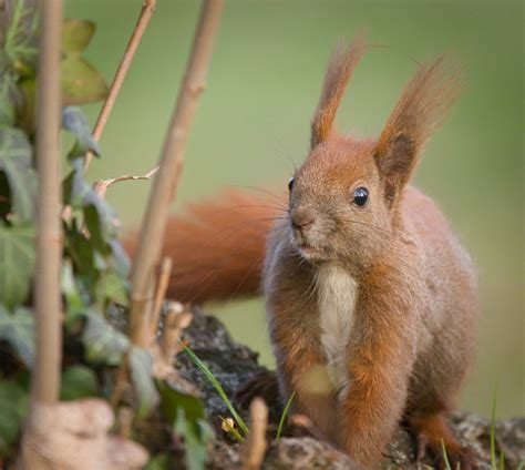 Red Squirrel Red Squirrel Sciurus Vulgaris Standing By A Flickr