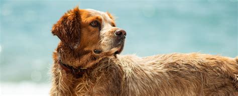 Den Hund abkühlen bei Hitze im Sommer so gehts