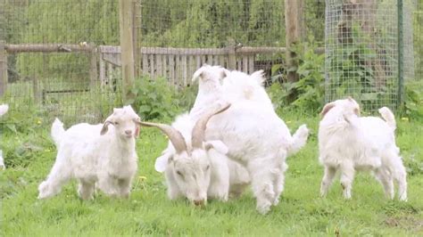 Cashmere Goats: Breeds, Characteristics, Care and Tips