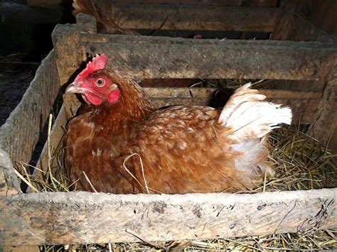 Lohmann Brown Chicken Breed Info Chicken And Chicks Info