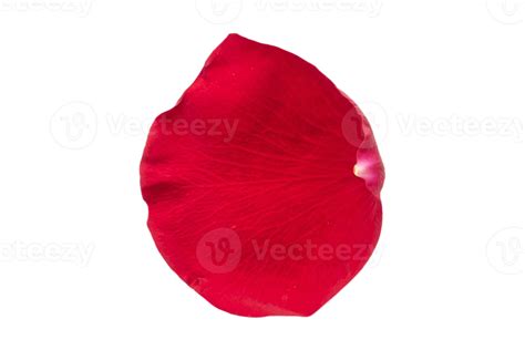 Red Petal Of Roses Isolated On A Transparent Background Png