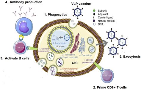 Virus Like Nanoparticles In Vaccine Delivery Note Vlp Or Virosome