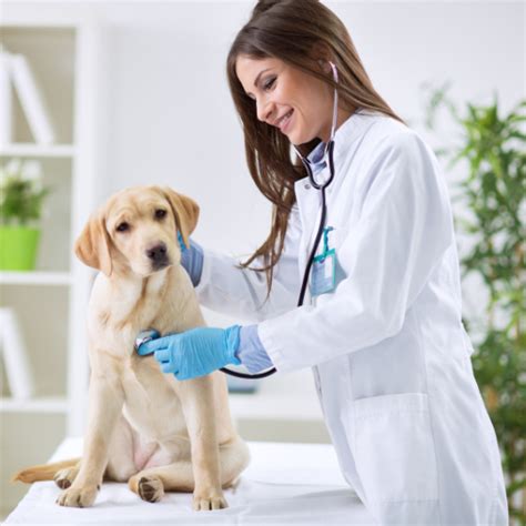 O que um médico veterinário faz