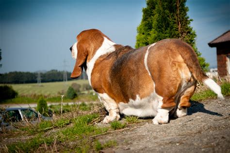 Fattest Dog In The World