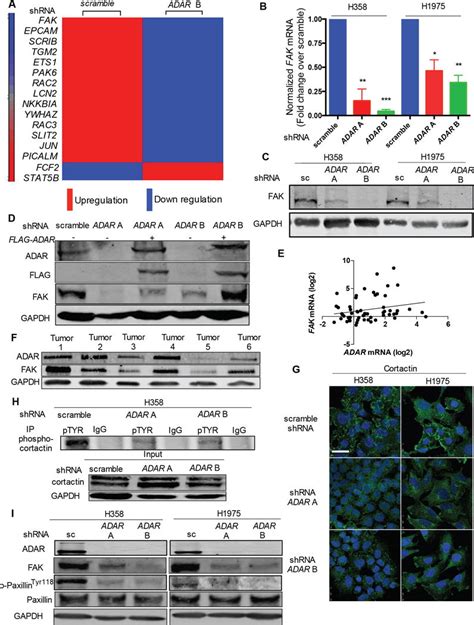 The Rna Editing Enzyme Adar Promotes Lung Adenocarcinoma Migration And