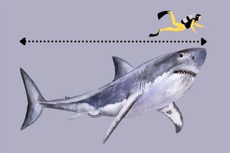 Shark Vs Human