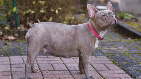 Brindle French Bulldog Traits Personality And Care Guide Pawsafe